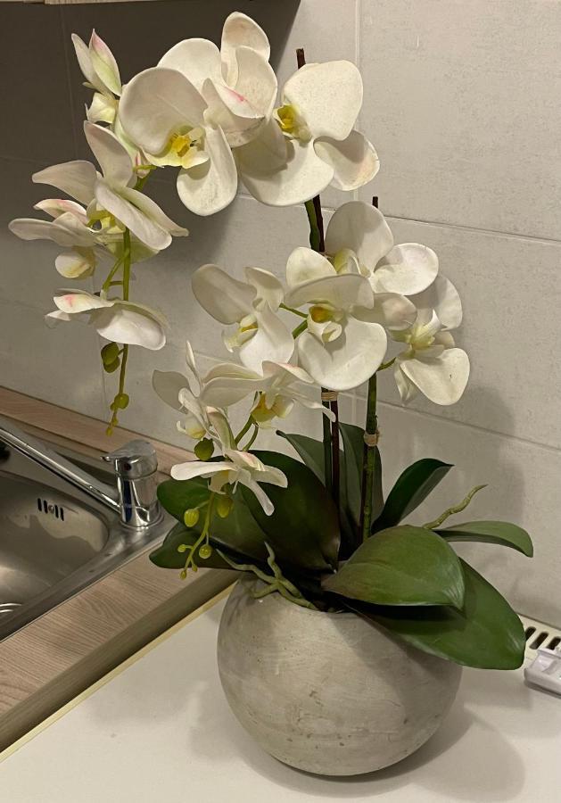 Il Casaletto Di Laura Bed & Breakfast Fiumicino Eksteriør bilde